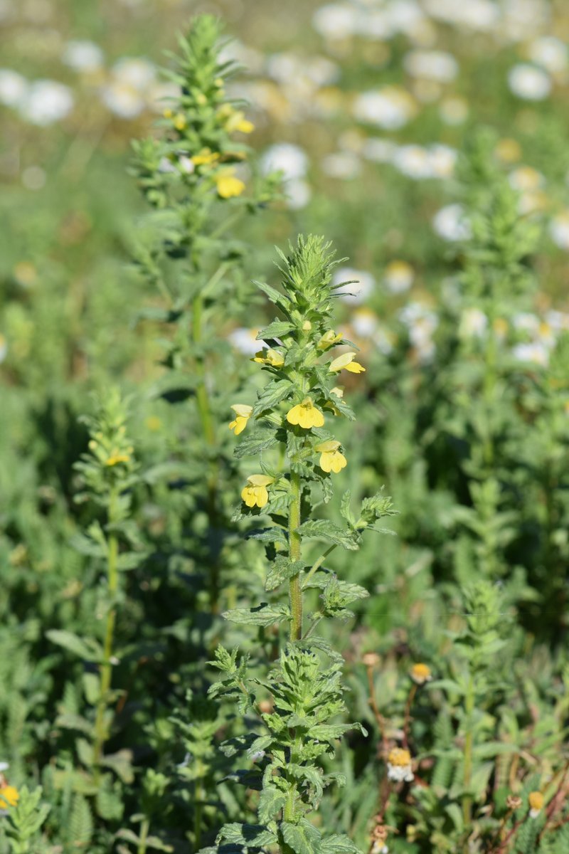 Yellow Glandweed photo 7