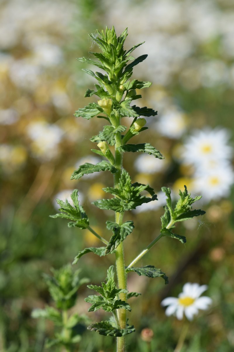 Yellow Glandweed photo 8