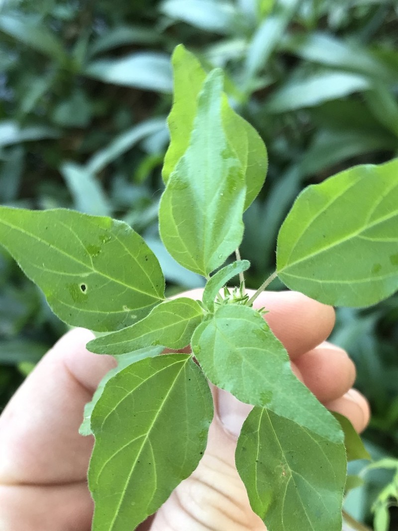 Florida Pellitory photo 2