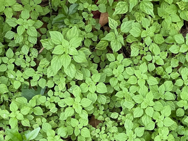 Florida Pellitory photo 3