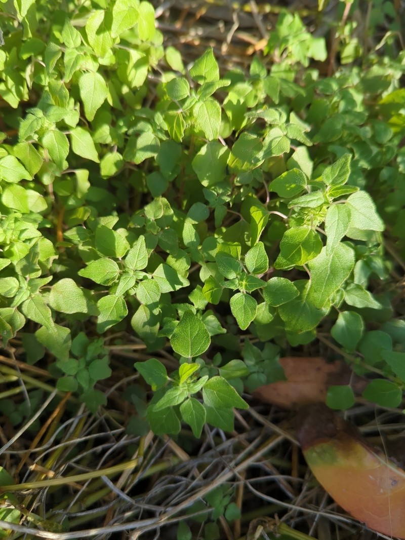 Florida Pellitory photo 4