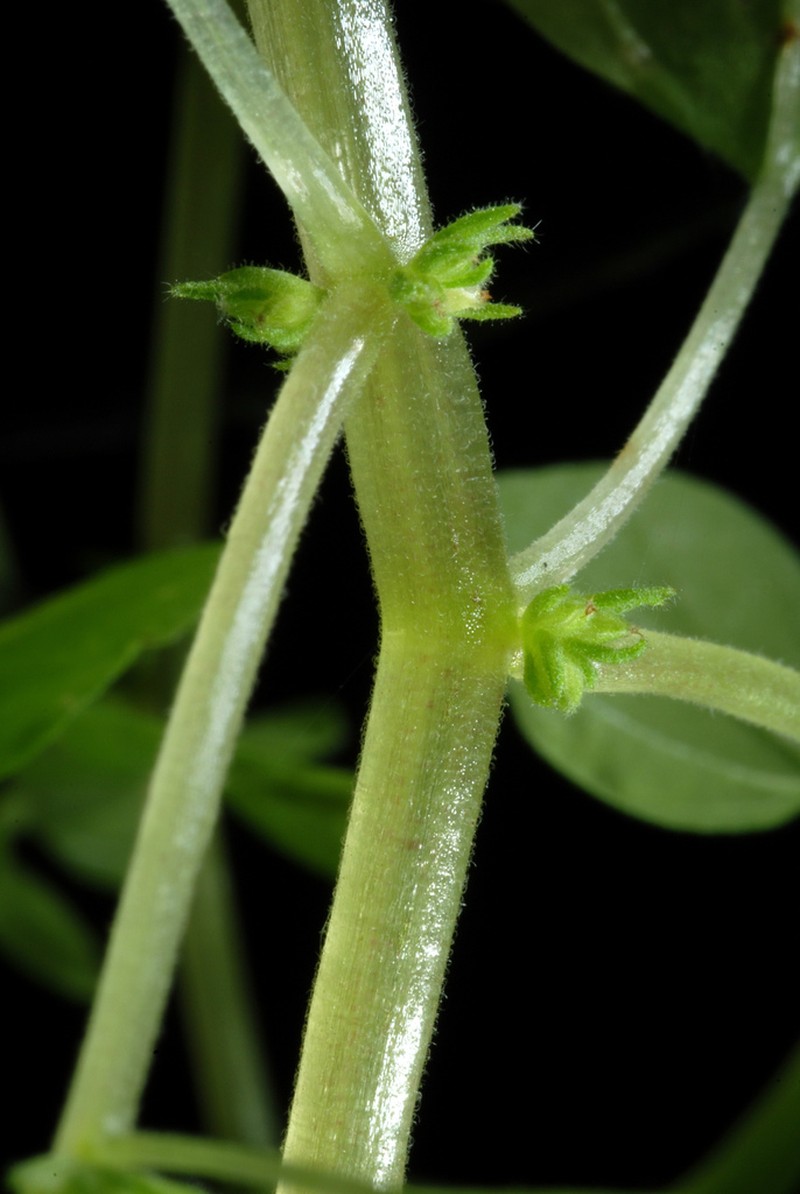 Florida Pellitory photo 5