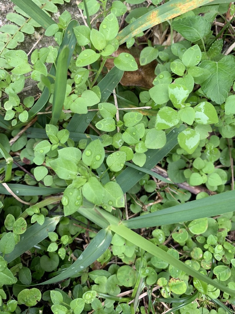 Florida Pellitory photo 6