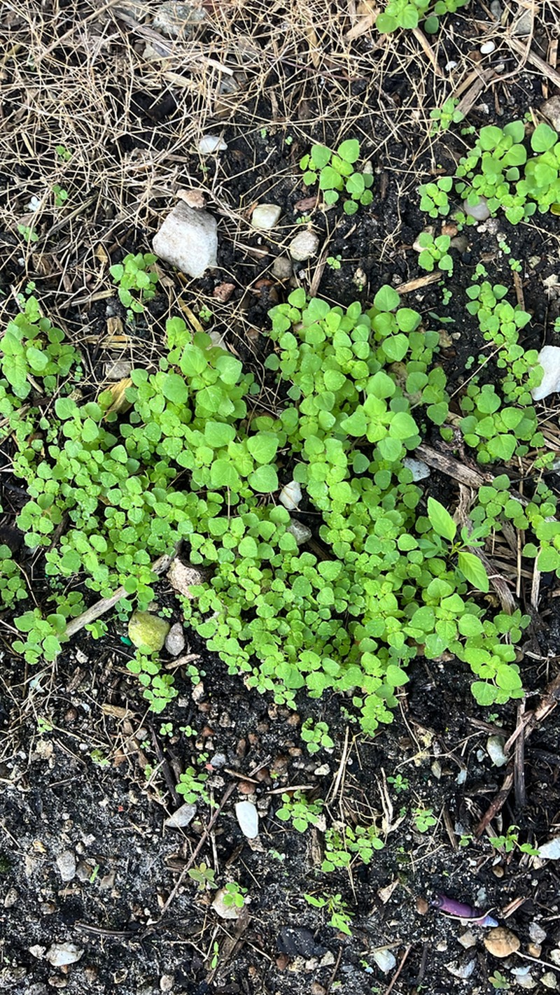 Florida Pellitory photo 7