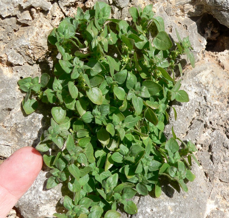 Rillita Pellitory