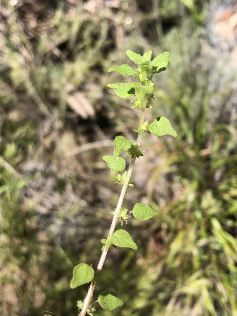 Rillita Pellitory photo 2