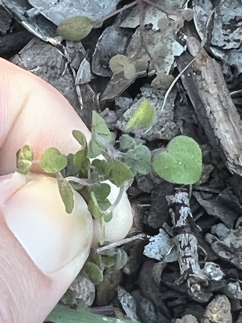 Rillita Pellitory photo 3