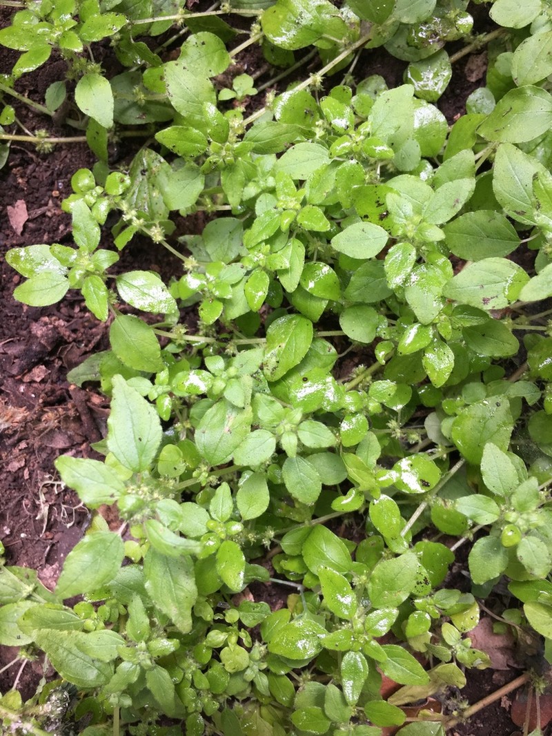Rillita Pellitory photo 4