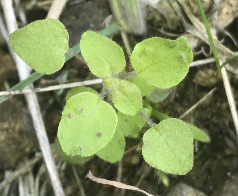 Rillita Pellitory photo 5