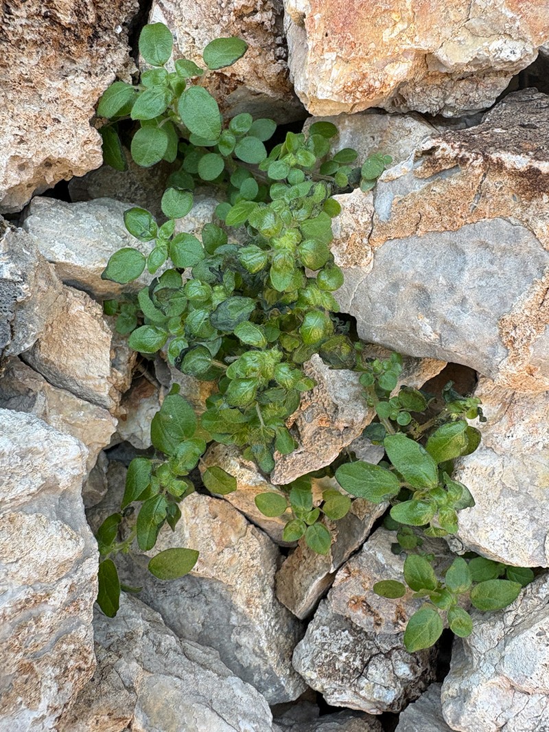 Rillita Pellitory photo 6