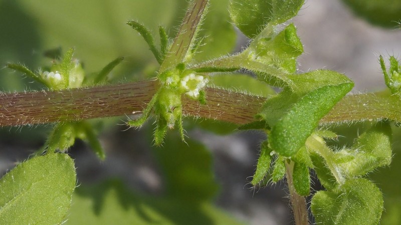 Rillita Pellitory photo 7