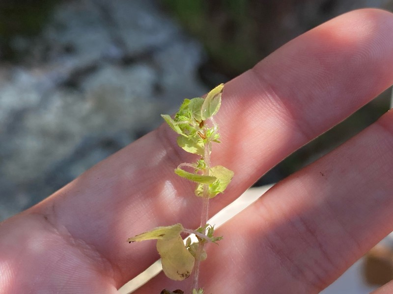 Parietaria hespera var. californica