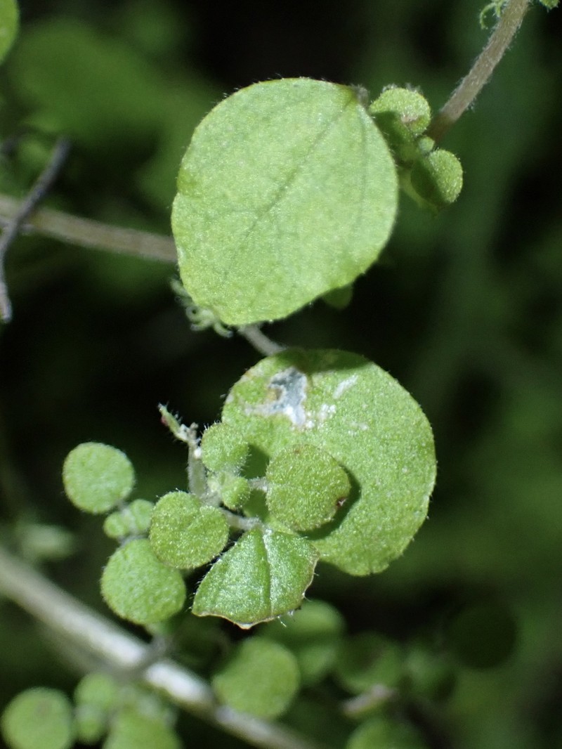 Parietaria hespera var. californica photo 2