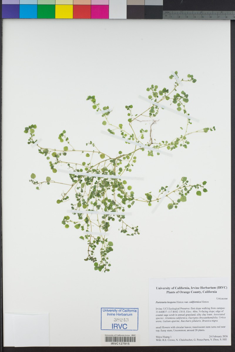 Parietaria hespera var. californica photo 3