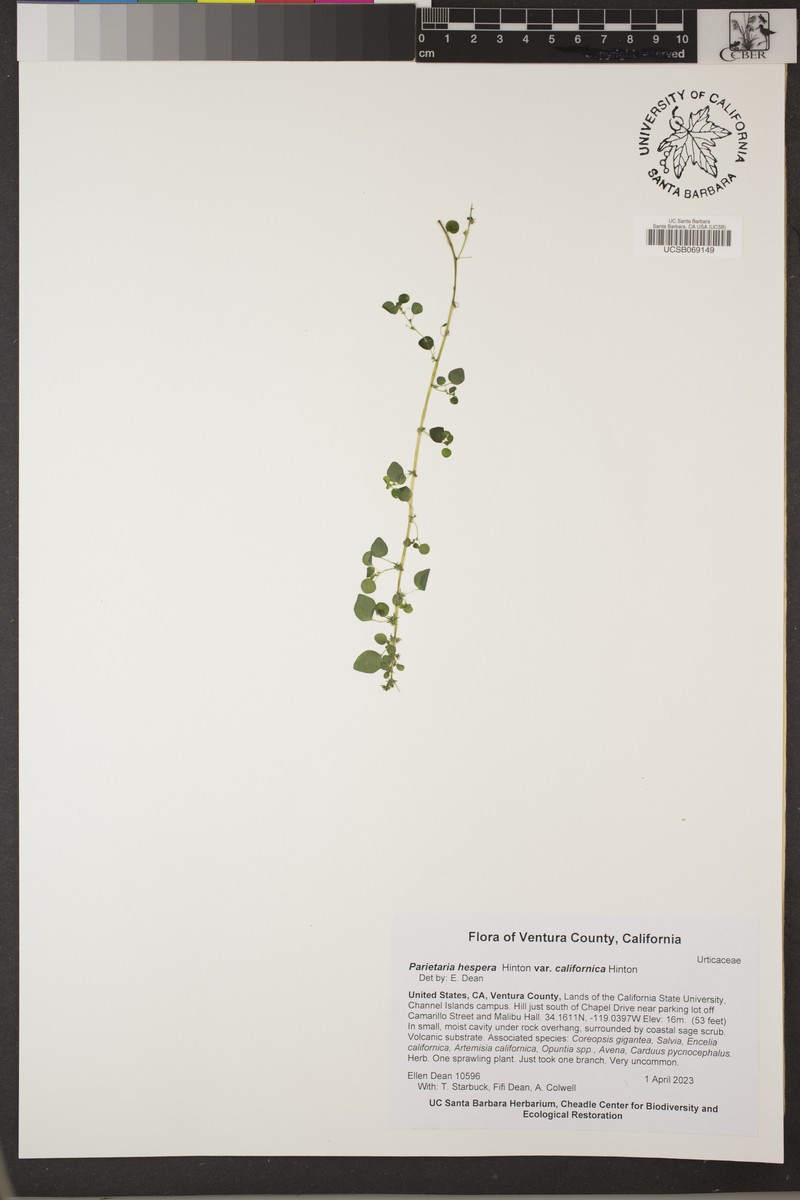 Parietaria hespera var. californica photo 4