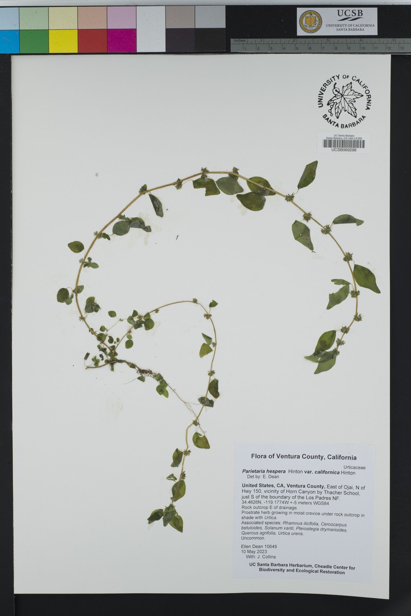 Parietaria hespera var. californica photo 6