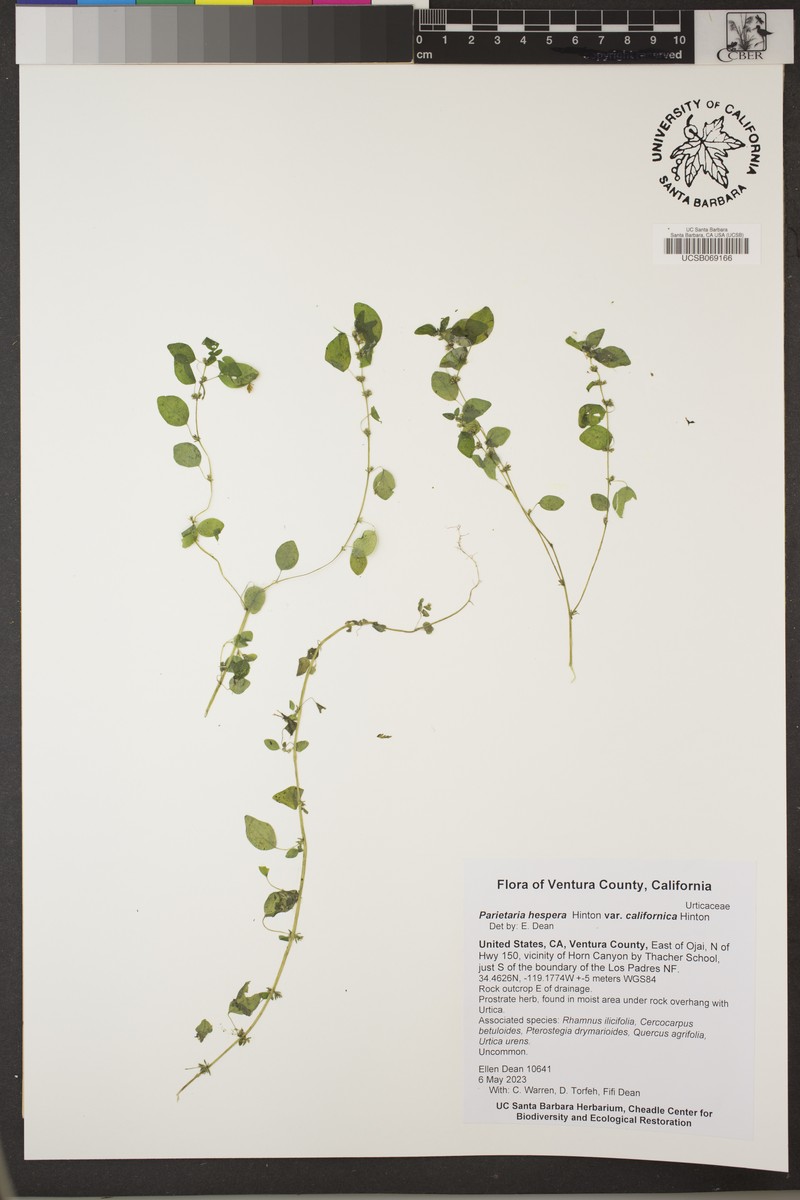 Parietaria hespera var. californica photo 7