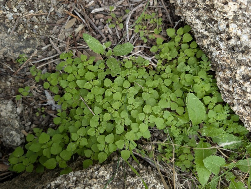 Parietaria hespera var. hespera