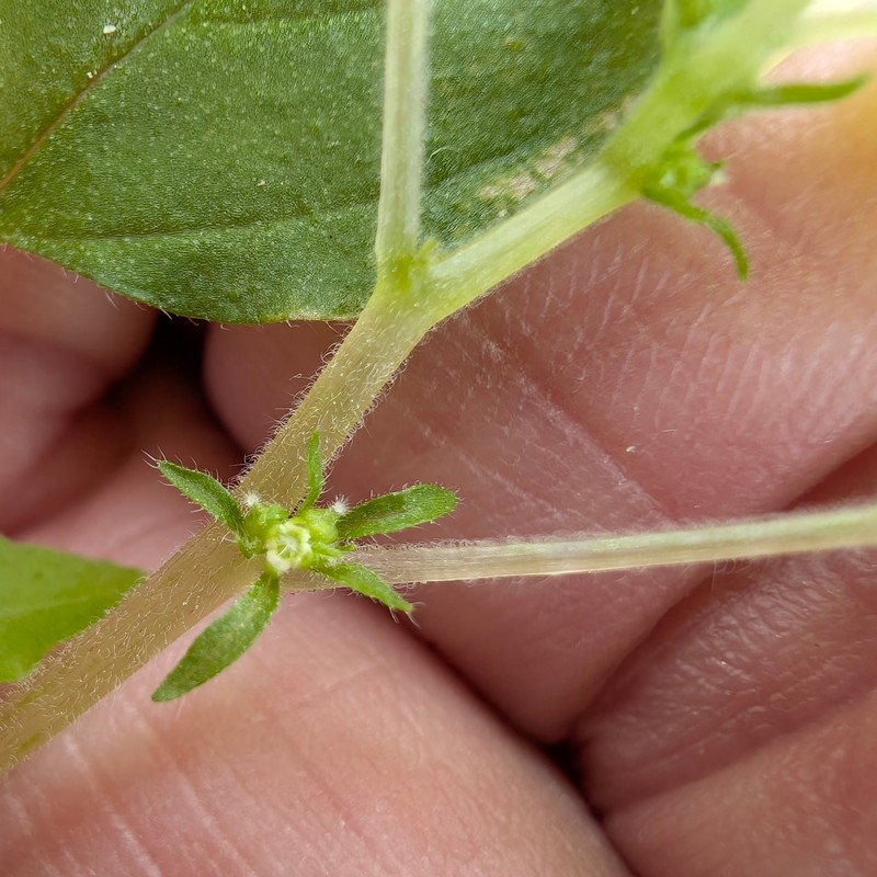 Parietaria hespera var. hespera photo 2