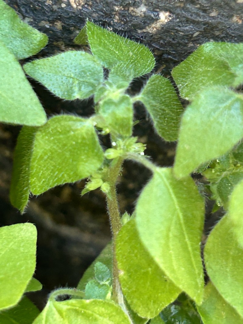 Parietaria hespera var. hespera photo 3