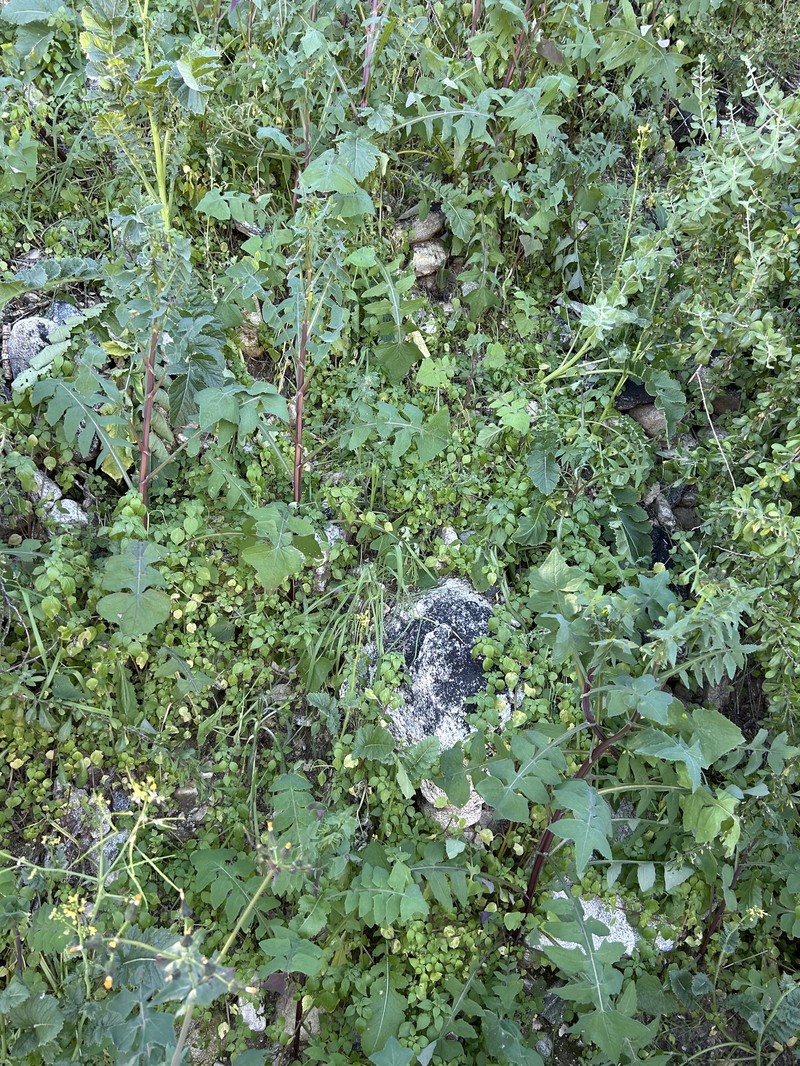 Parietaria hespera var. hespera photo 4