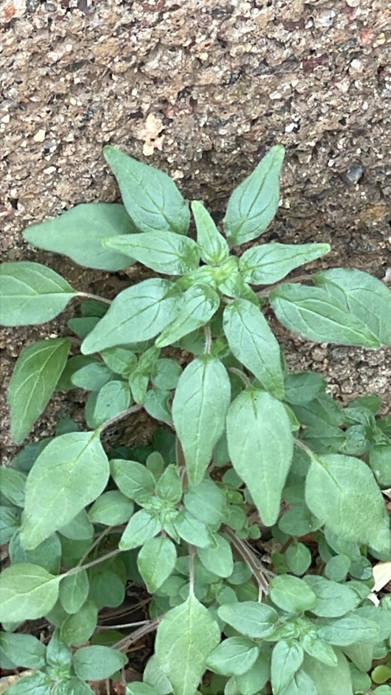 Parietaria hespera var. hespera photo 5