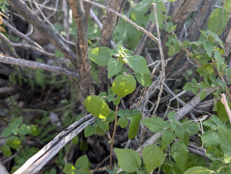 Parietaria hespera var. hespera photo 6