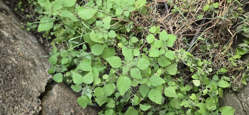 Parietaria hespera var. hespera photo 7