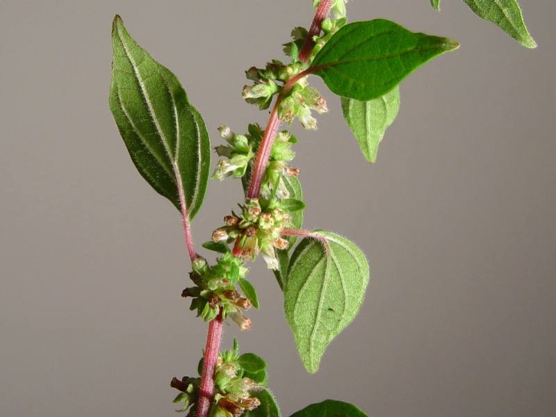Spreading Pellitory