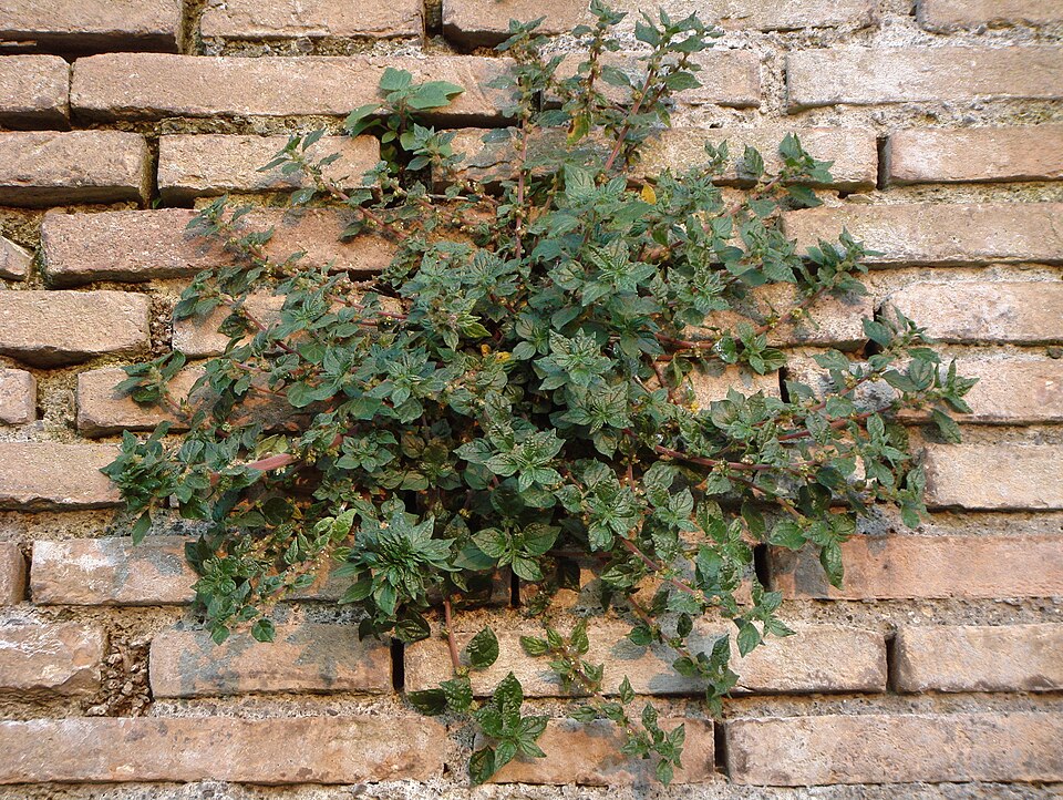 Spreading Pellitory photo 2