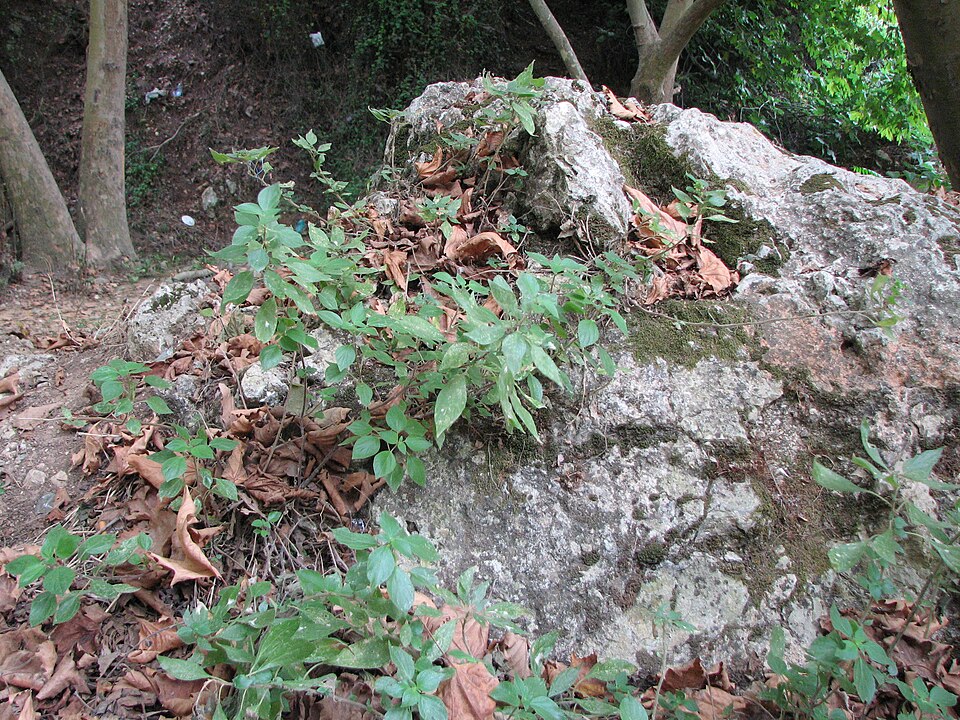 Spreading Pellitory photo 3