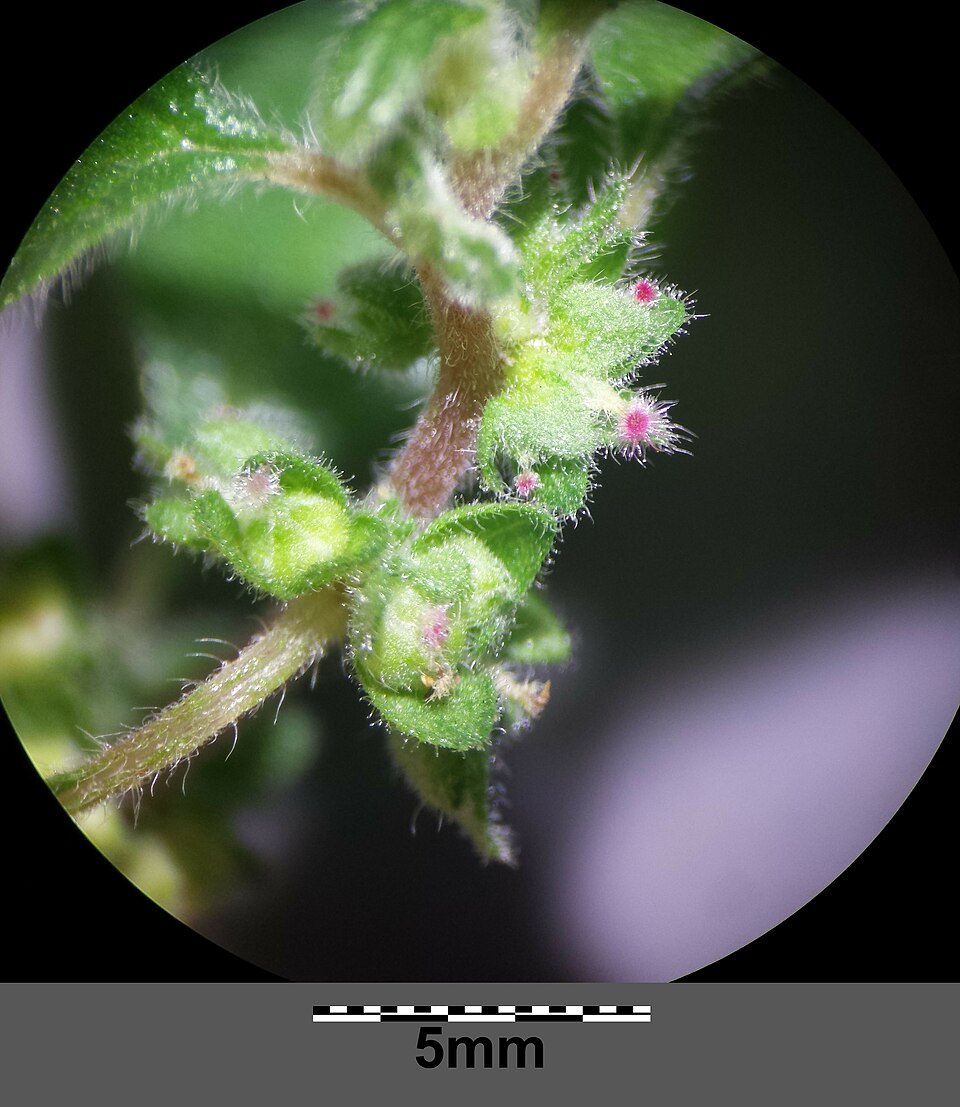 Spreading Pellitory photo 4