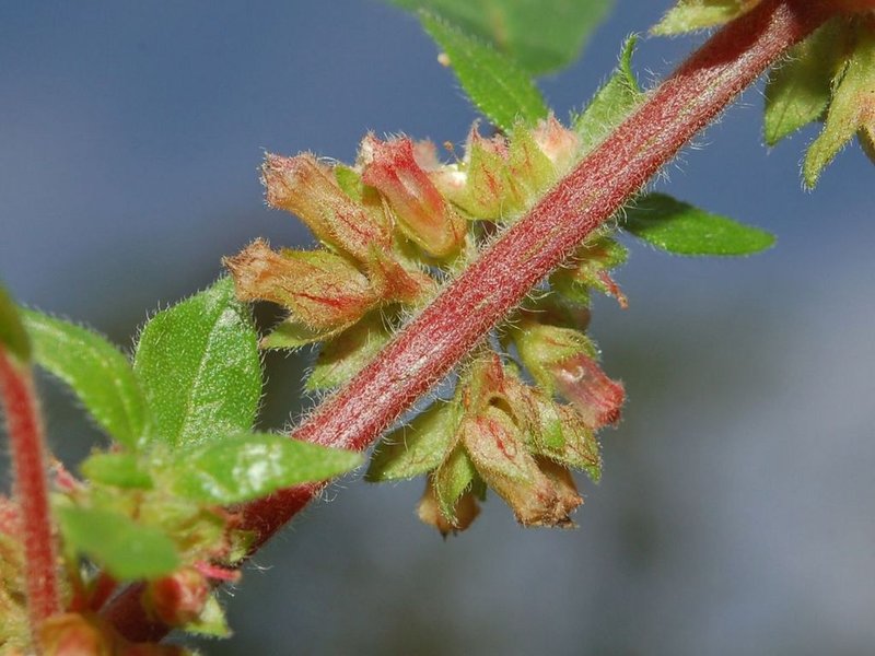 Spreading Pellitory photo 5