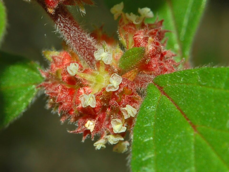 Spreading Pellitory photo 6