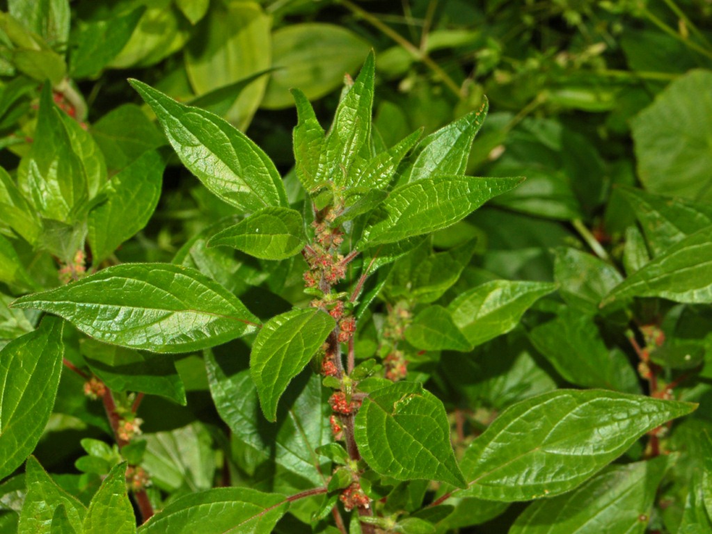 Spreading Pellitory photo 7