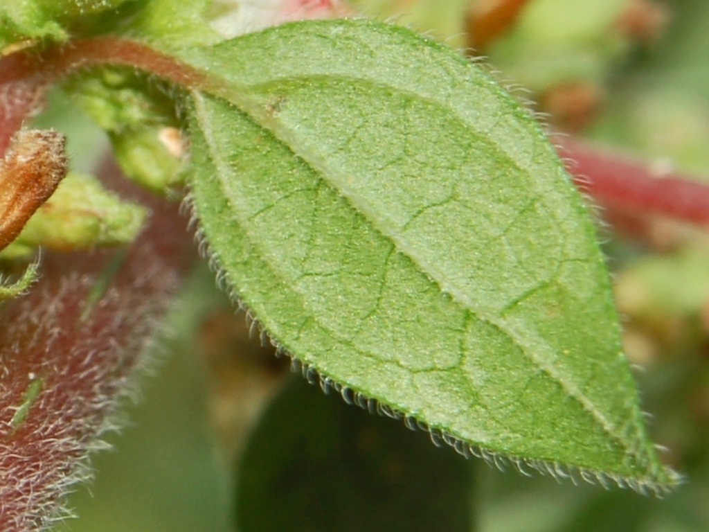 Spreading Pellitory photo 8