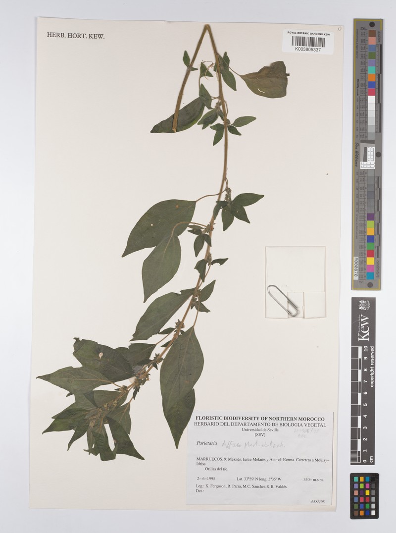 Parietaria judaica subsp. judaica