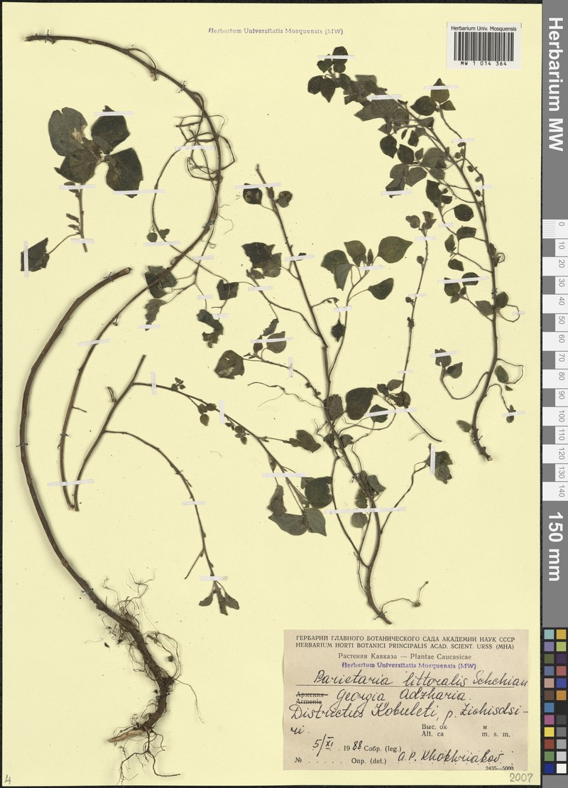 Parietaria judaica subsp. judaica photo 2