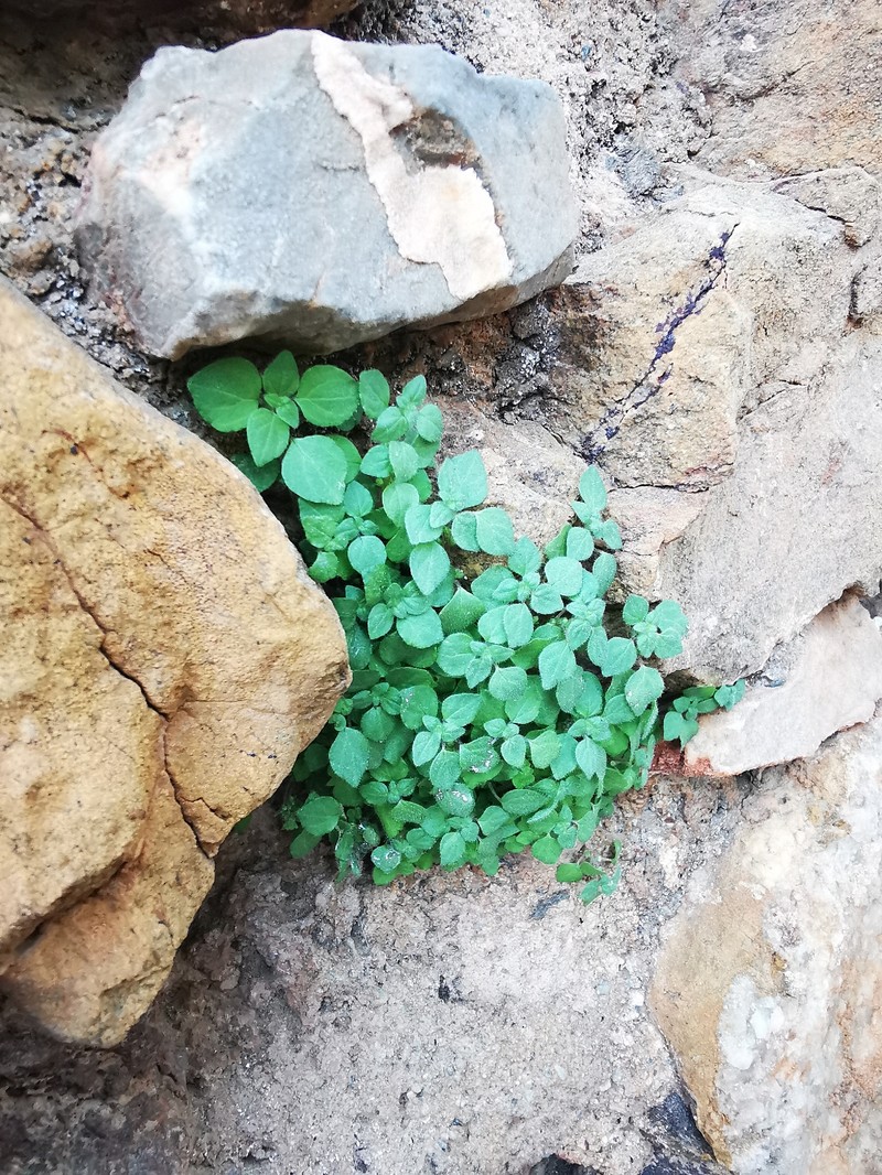 Parietaria lusitanica subsp. lusitanica