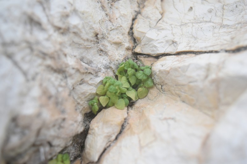 Parietaria lusitanica subsp. lusitanica photo 2