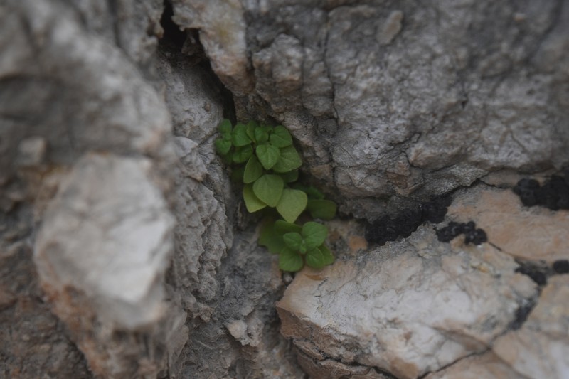 Parietaria lusitanica subsp. lusitanica photo 3