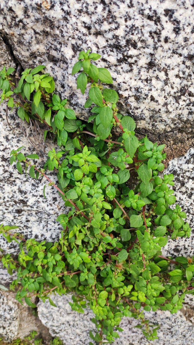 Parietaria lusitanica subsp. lusitanica photo 4