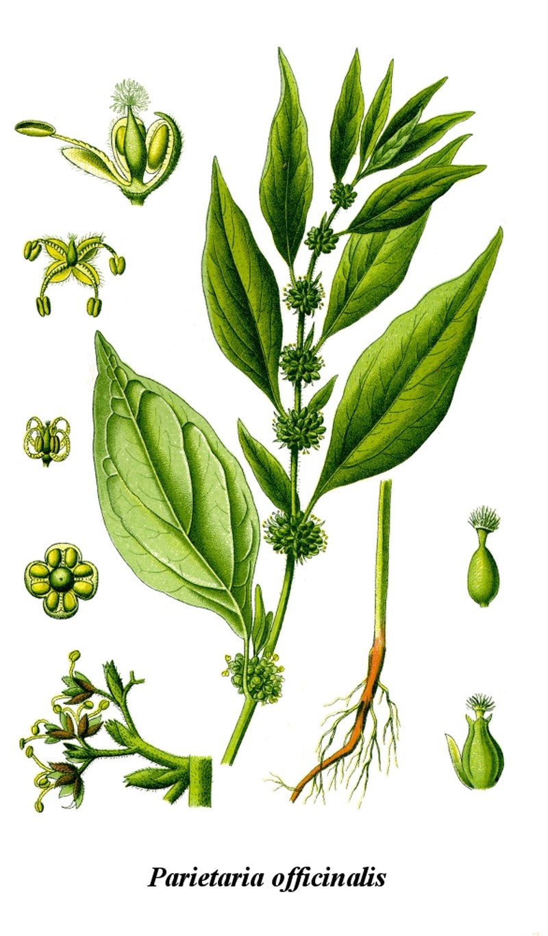 Upright Pellitory
