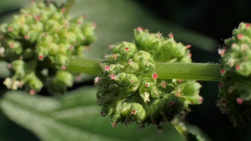 Upright Pellitory photo 5