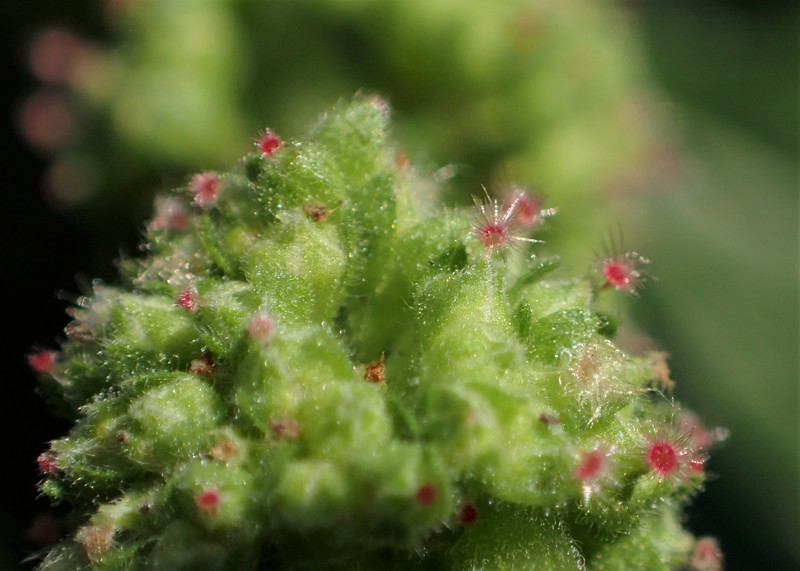 Upright Pellitory photo 6