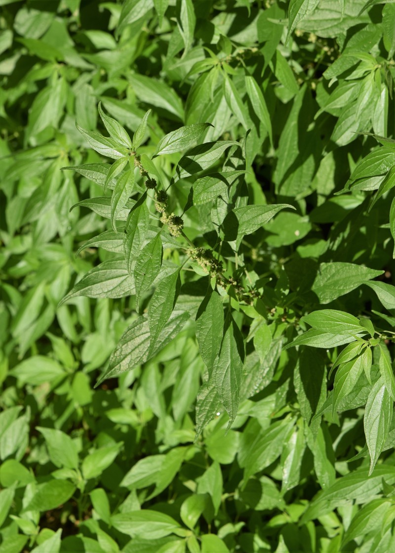 Upright Pellitory photo 7