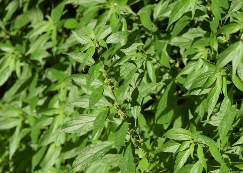 Upright Pellitory photo 2