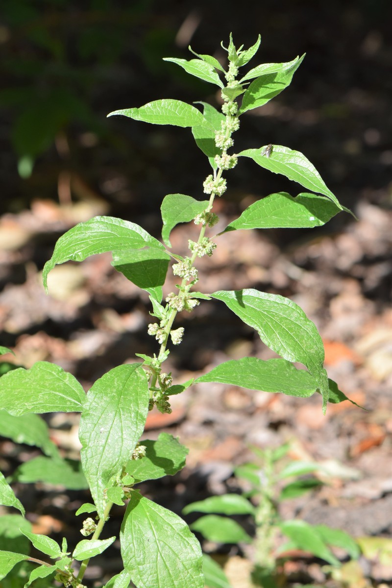 Upright Pellitory photo 3