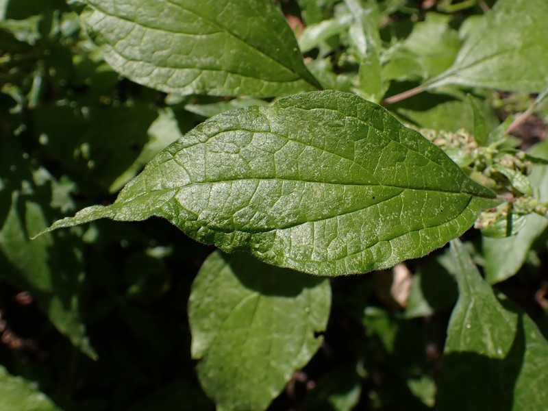 Upright Pellitory photo 4