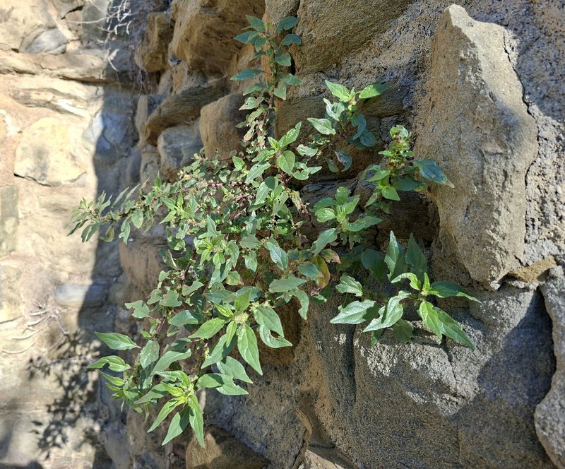 Upright Pellitory photo 8